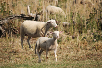 Obraz na płótnie Canvas lambs on an autumn meadow