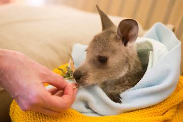 Rescued Kangaroo in an Orphanage in Australia