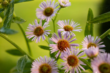 floral background. soft focus of field flowers