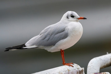 Fototapeta premium Close up of Black-headed gull (Chroicocephalus ridibundus)