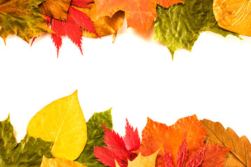 Autumn Leaves Isolated On White