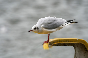 Close up of Black-headed gull (Chroicocephalus ridibundus)