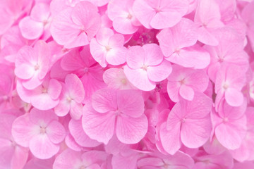 Fototapeta premium Blurred for background.Pink Hydrangea flower for texture background.