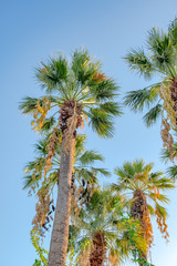 Travel, tourism, vacation, nature and summer holidays concept - palm tree on blue sky background