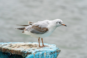 Close up of Black-headed gull (Chroicocephalus ridibundus)