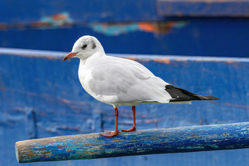 Close up of Black-headed gull (Chroicocephalus ridibundus)