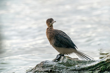 Pygmy Cormorant (Phalacrocorax pygmeus) sitting on a branch