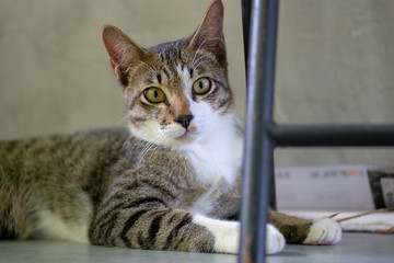 Portrait of striped Thai cat lay on the floor