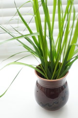 Fresh green plant with thin leaves in a vase on the windowsill.