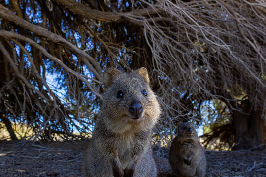 Australian Quokka on rottnest island, Perth, Australia