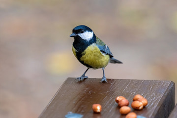 Close up of Great tit (Parus major) in nature