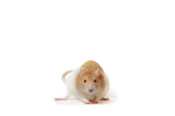 The symbol of the new year 2020. The rat is white with a red, with red eyes on a white background. Looks at the camera. Blur.