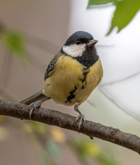 The great tit (Parus major) is a passerine bird in the tit family Paridae