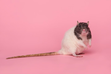 Cute domestic rat sitting on a pink background seen from the side