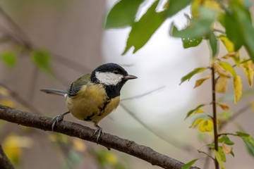 The great tit (Parus major) is a passerine bird in the tit family Paridae