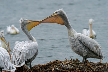 Dalmatian curly pelican (Pelecanus crispus) the world's largest fresh water bird