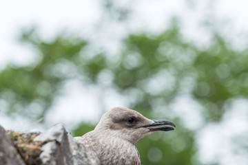 A close-up of the face of a seagull