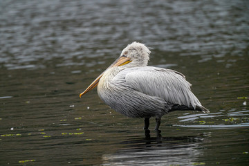 Dalmatian curly pelican (Pelecanus crispus) the world's largest fresh water bird