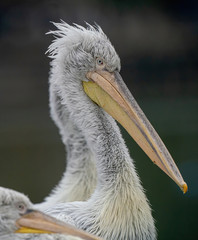 Dalmatian curly pelican (Pelecanus crispus) the world's largest fresh water bird