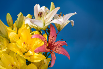 Close up of Lily flowers on blue background.