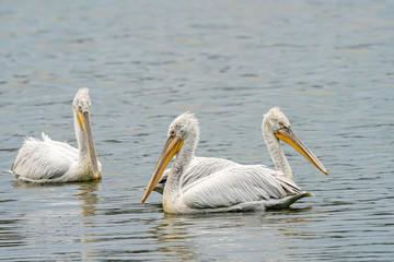 Dalmatian curly pelican (Pelecanus crispus) the world's largest fresh water bird