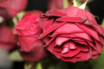 dying red rose flower