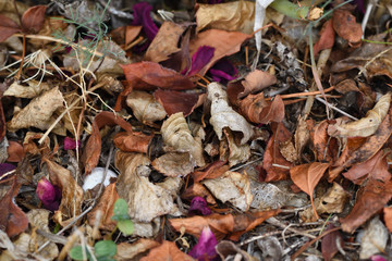 Hojas secas