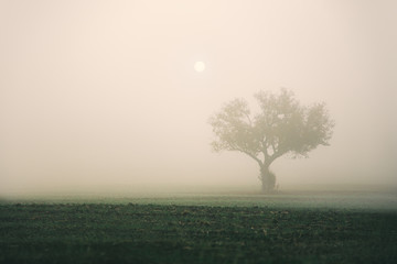 Fototapeta na wymiar Tree silhouette in foggy morning in a frosty field