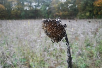 Closeup on a single withering bloom of a sunflower at the end of its lifecycle stands in a field of other fading sunflowers