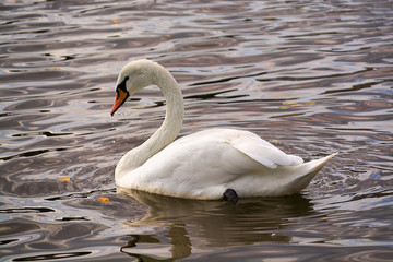 Swan Swim in the Moldavan water