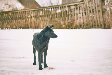 homeless black dog in winter outdoors