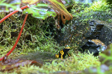 Yellow frog under a leaf umbrella