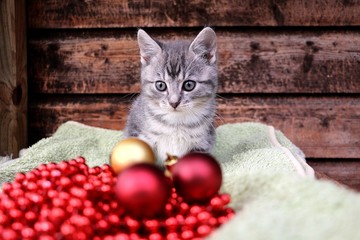 Fototapeta na wymiar little gray kitten baby sits behind red and golden christmas balls