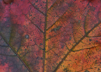 autumn leaves background
