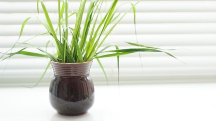 Fresh green plant with thin leaves in a vase on the white windowsill.