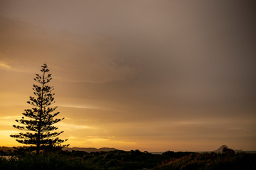 Pine at sunset 