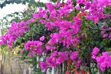 Obraz premium Colorful summer flowers along the street in Lembongan Island, Indonesia