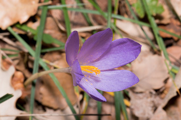 Nice macro photo of a purple flower similar to saffron
