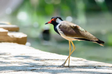 Red-wattled lapwing standing on the ground , Thailand