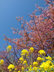早咲き桜と菜の花