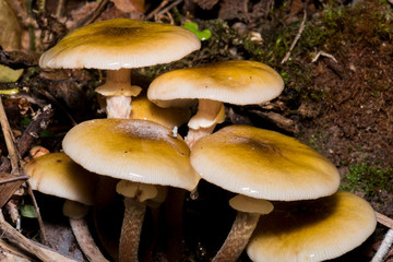Mushrooms in the forest since it is autumn and it is its time