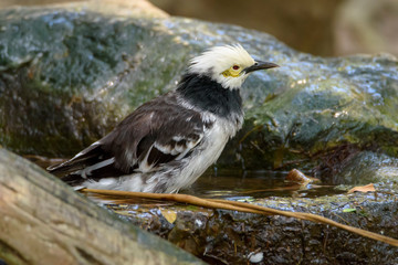 Black-collared starling bathing in the pond , Thailand