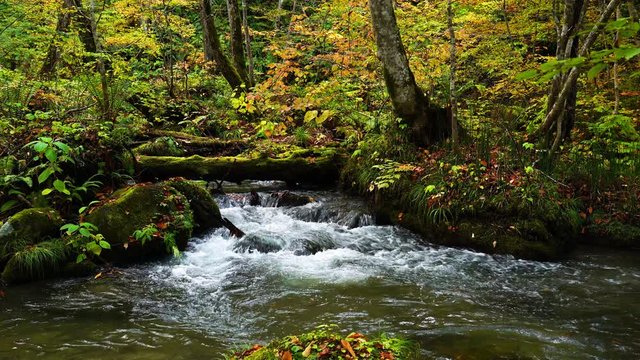 Natural view of autumn color destination at Oirase Gorge in Aomori Prefecture, Japan with beautiful shades of red, yallow, and orange leaves and the flow of clear cold water of Oirase Mountain Stream.