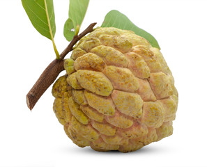 Fototapeta premium Annona or Custard apple isolated on white background