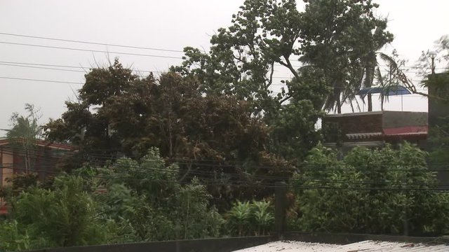 Trees Thrash And Sway In Strong Hurricane Winds - Megi