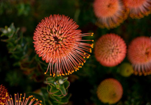 Pin Cushion Hakea odd