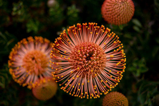 Pin Cushion Hakea single