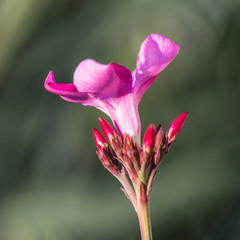 Red flower in the morning Greek garden