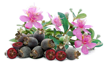 Rose myrtle or hill gooseberry isolated on white background