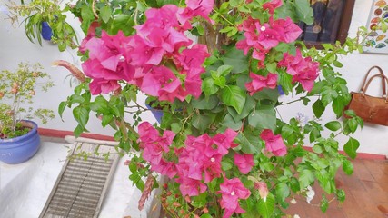 jardines de córdoba, patrimonio inmaterial de la humanidad